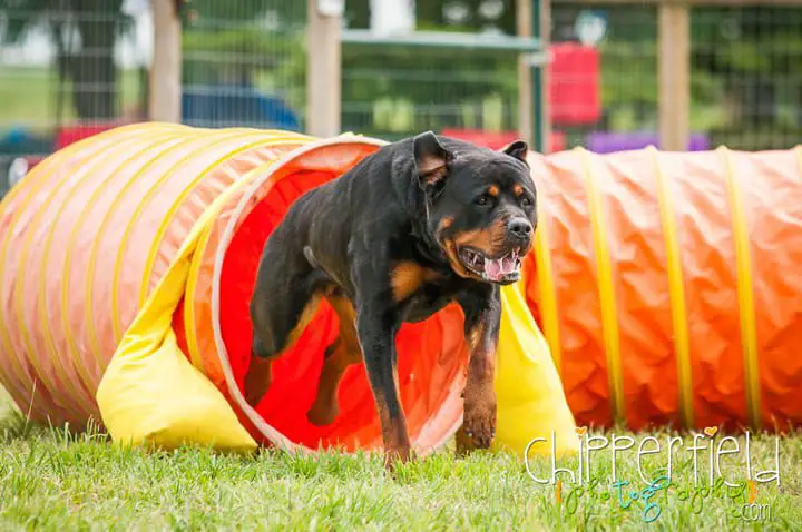 rottweiler training