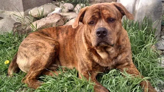 brindle Rottweiler