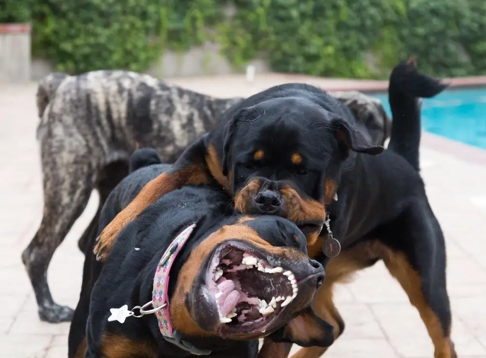 biting