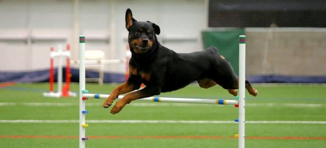 obstacle training for your rottweiler