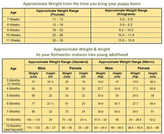 rottweiler weight chart