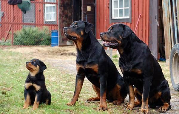 Rottweiler Breed