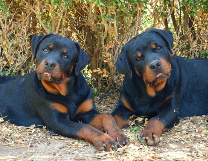 Rottweiler Breeder Rottweiler Breeder