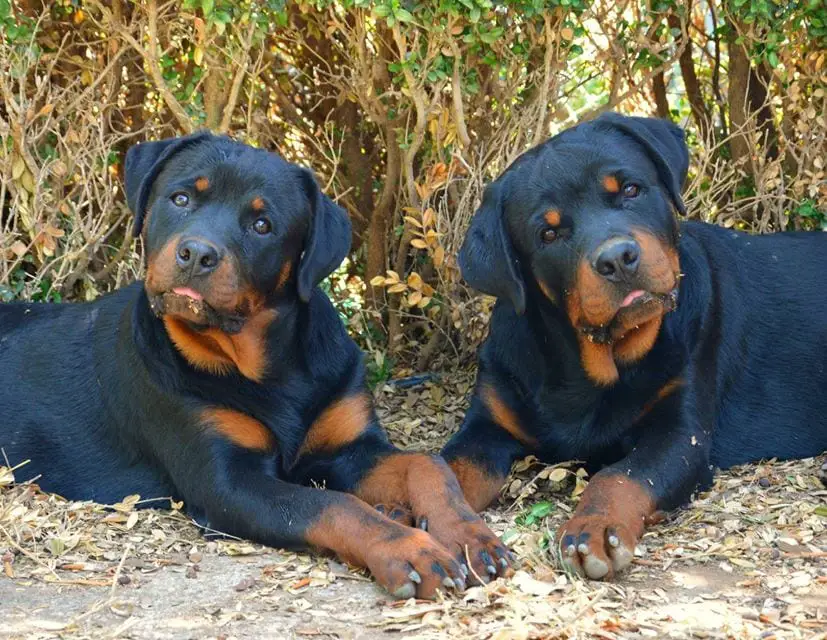 Rottweiler Breeder