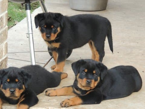 Rottweiler Temperament