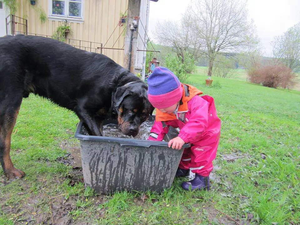 Rottweiler Family