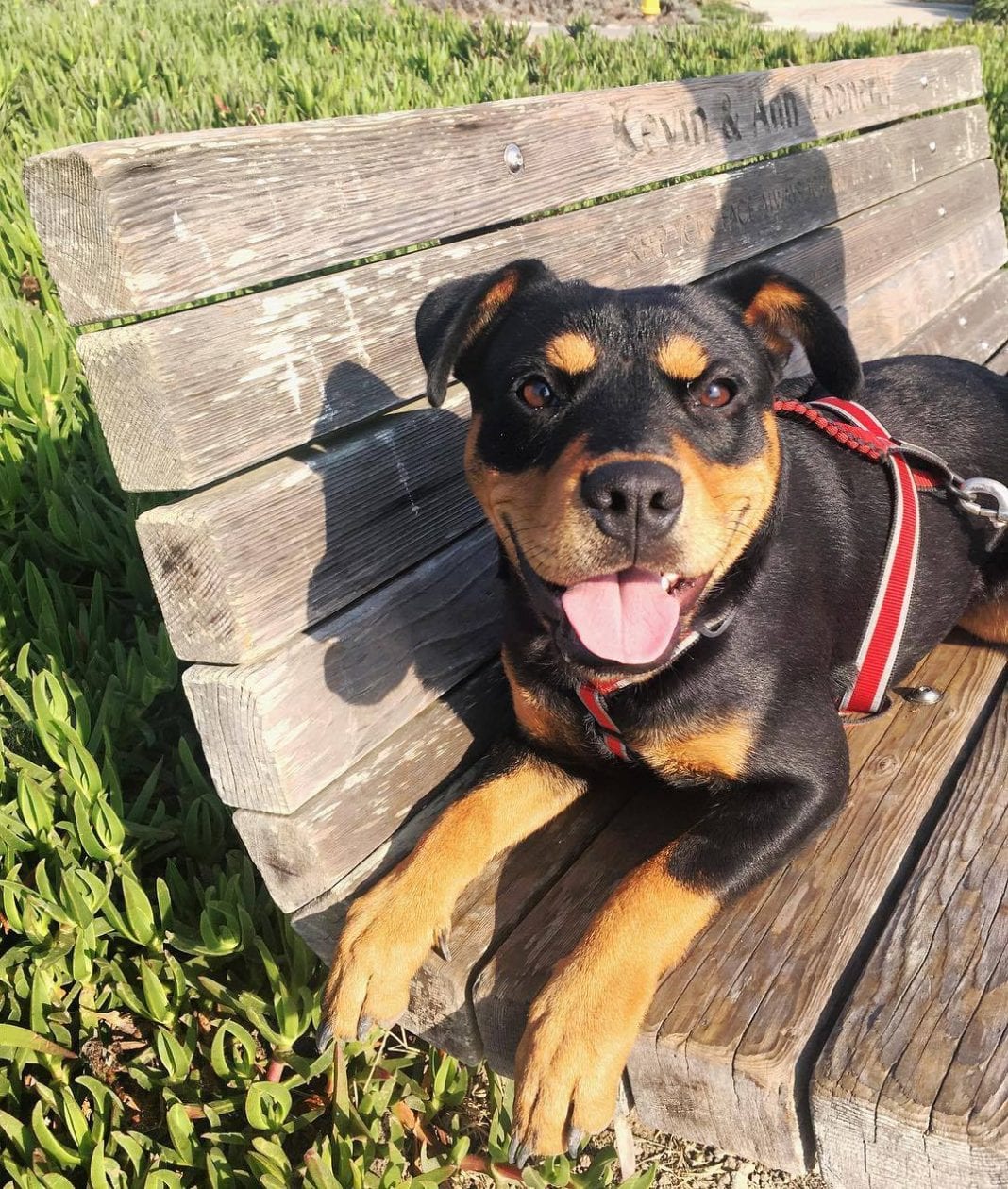 Jack Russell Rottweiler Mix