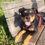 Jack Russell Rottweiler Mix