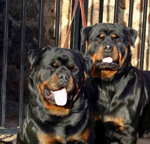 Rottweiler Health Problem