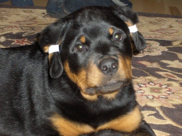 rottweiler with ears clipped