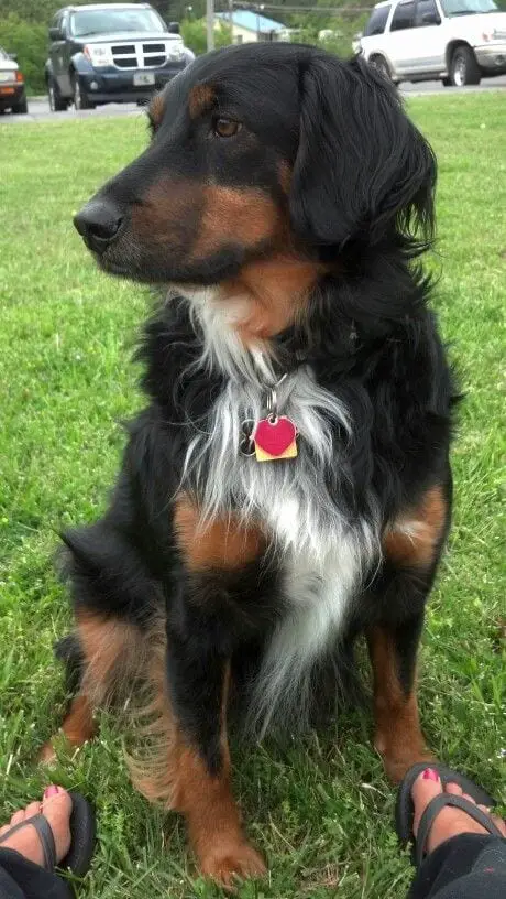 rottweiler collie mix