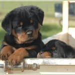 Rottweiler Training Guide