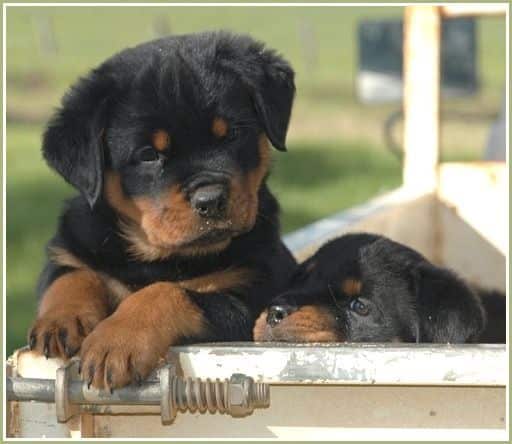 6 Spontaneous Actions You Do That Hurt Your Rottweiler's feelings 4 Rottweiler Training Guide