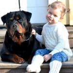 Adopt A Rottweiler