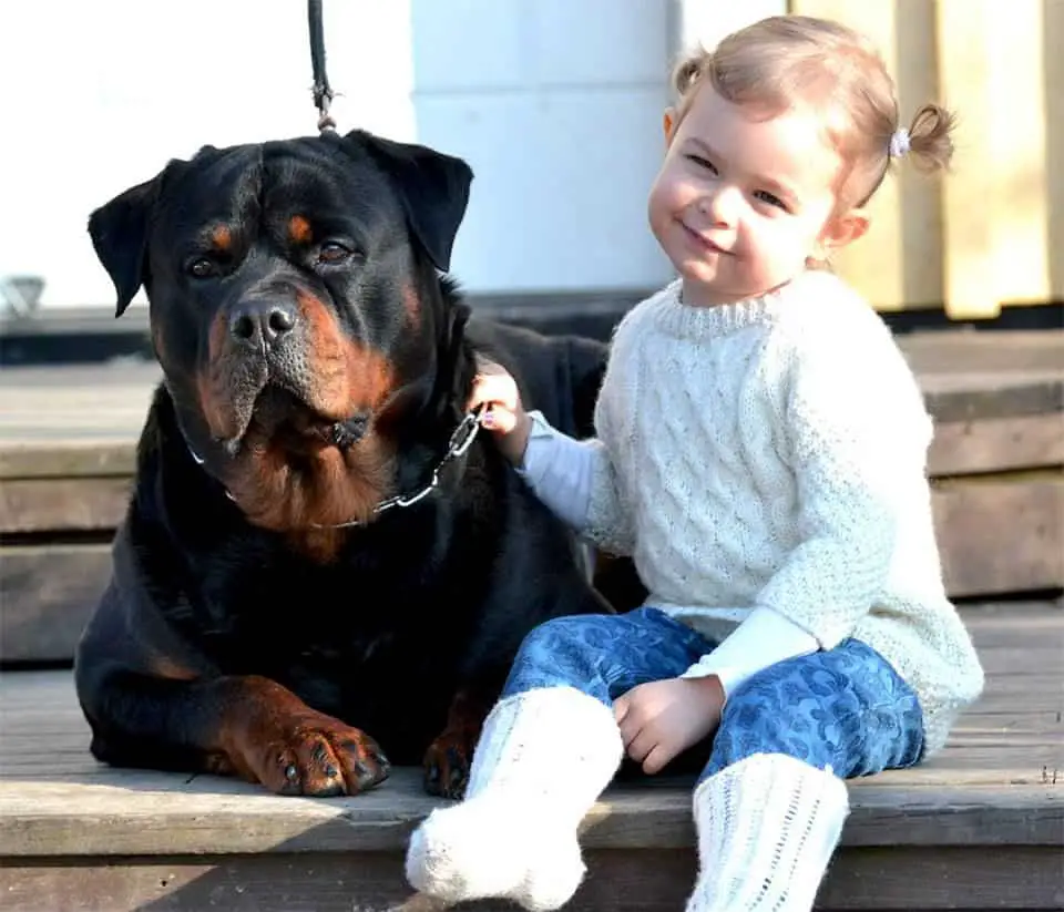 Are Rottweilers Kid-Friendly? 2 Adopt A Rottweiler