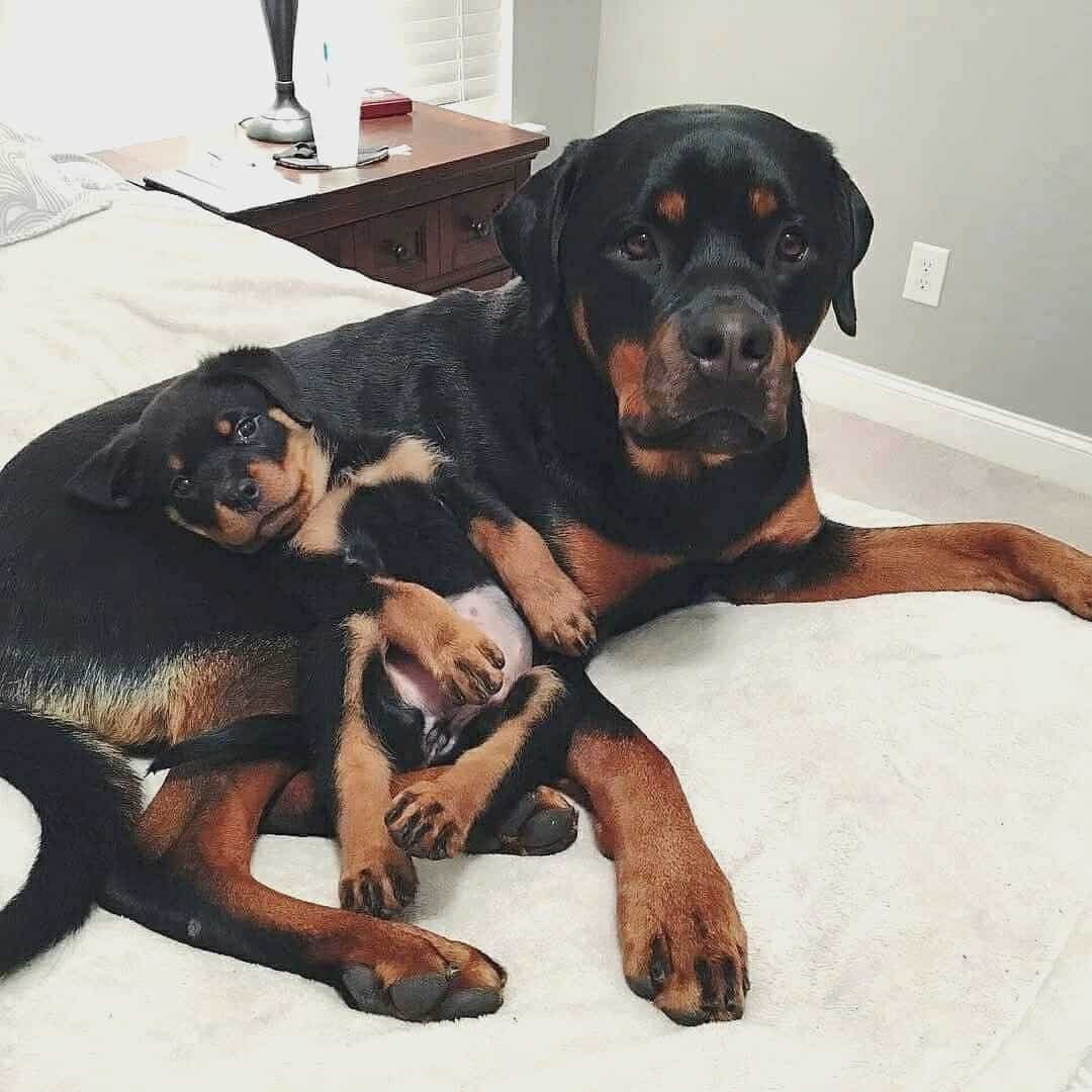 Rottweiler Adoption