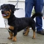 Rottweiler Hound Mix