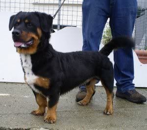 Rottweiler Hound Mix