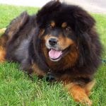 chow chow rottweiler mix