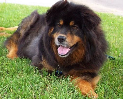 chow chow rottweiler mix