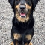 Labrador Rottweiler Puppy