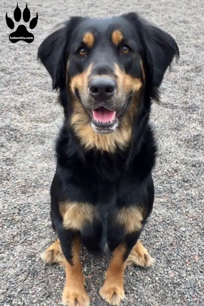 Labrador Rottweiler Puppy