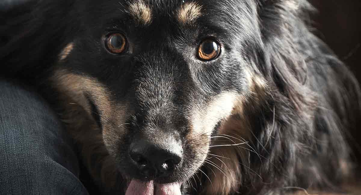 border collie rottie