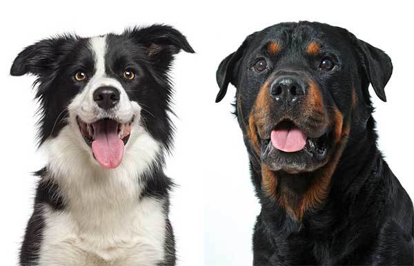 Rottweiler Collie mix