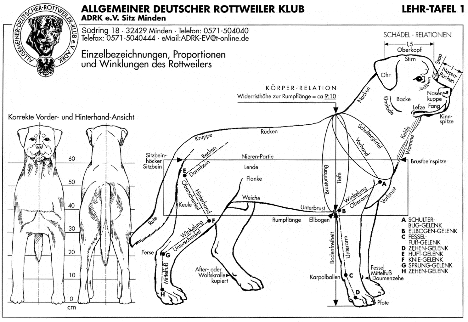 rottweiler adrk