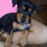 Jack Russell Rottweiler Mix