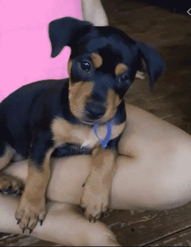 Jack Russell Rottweiler Mix