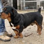 Rottweiler Hound Mix