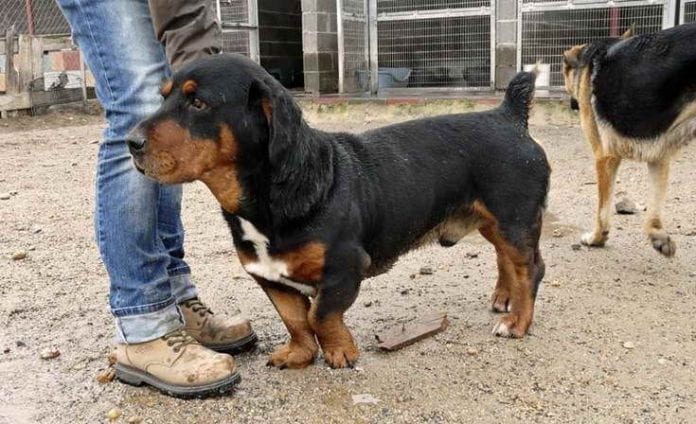 Rottweiler Hound Mix