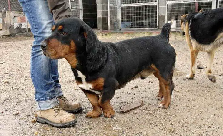 Rottweiler Hound Mix