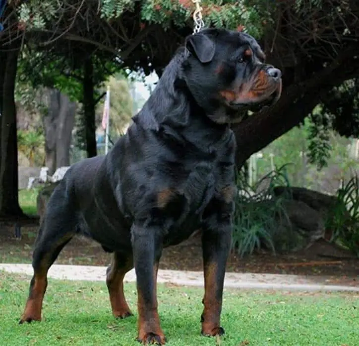 German rottweiler pups