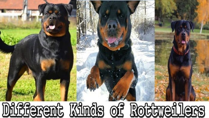 Serbian Rottweiler Vs German Rottweiler Serbian Rottweiler Vs German Rottweiler