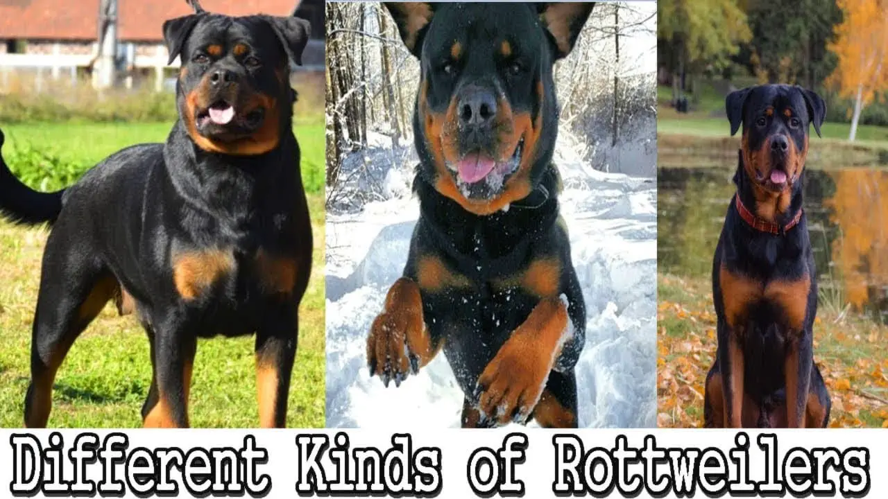 different types of rottweiler dogs