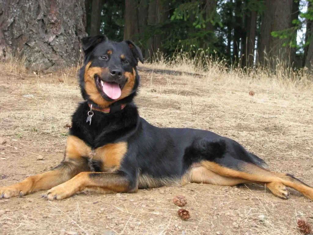 Border Rottie mix