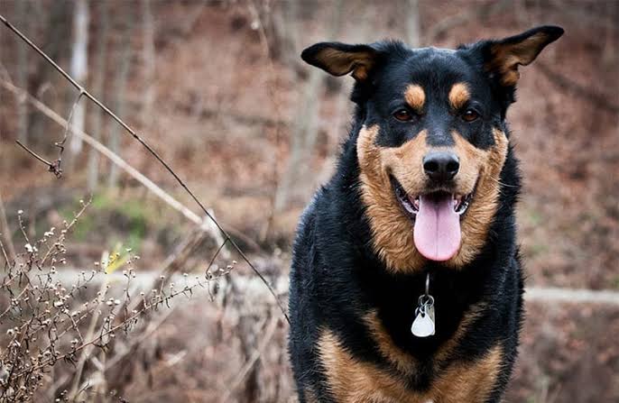 Rottweiler German Shepherd Mix