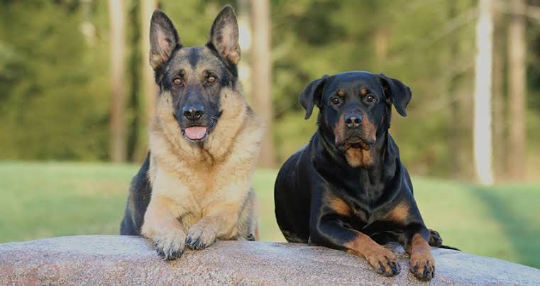 Rottweiler German Shepherd Mix