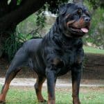 male rottweiler