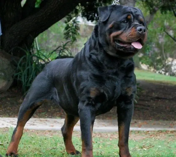 full grown rottweiler male