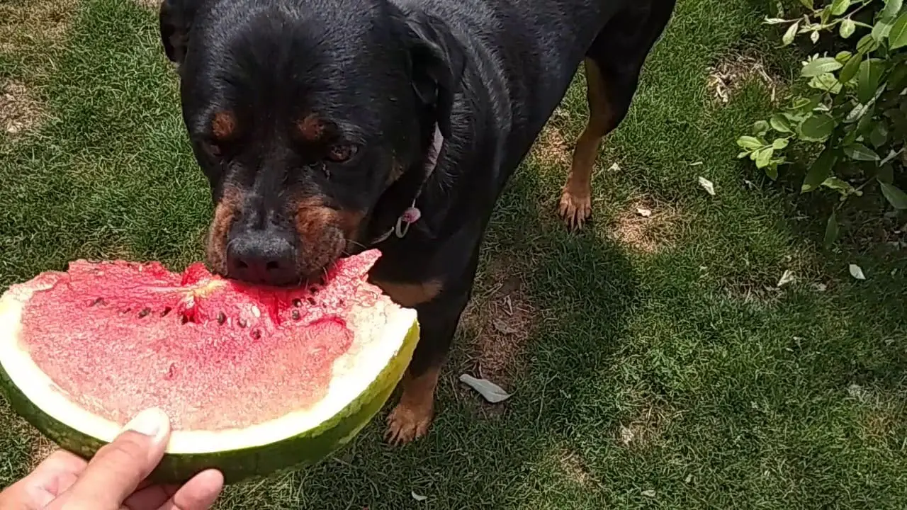 Rottweiler lab mix