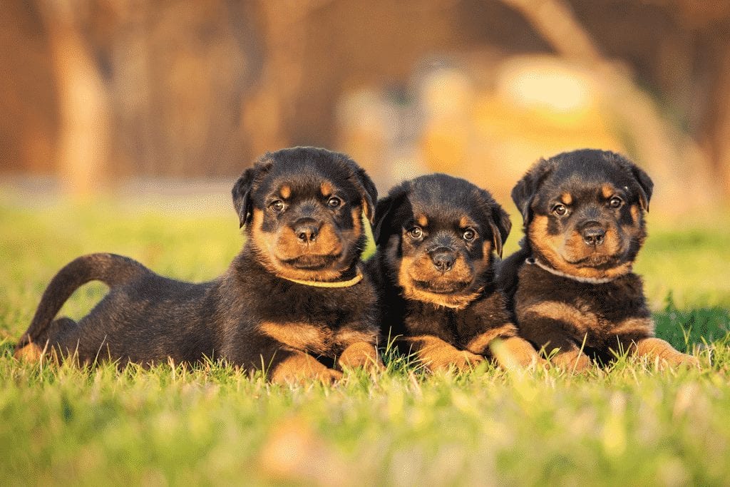 German Rottweiler Pups: Products Of A Breeding Standard That Sets Them Apart From The Rest 2 German Rotties