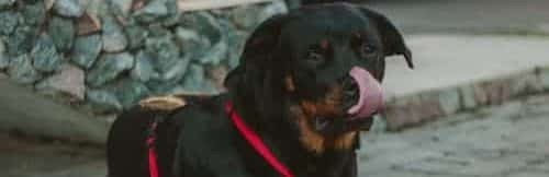 rottweiler licking