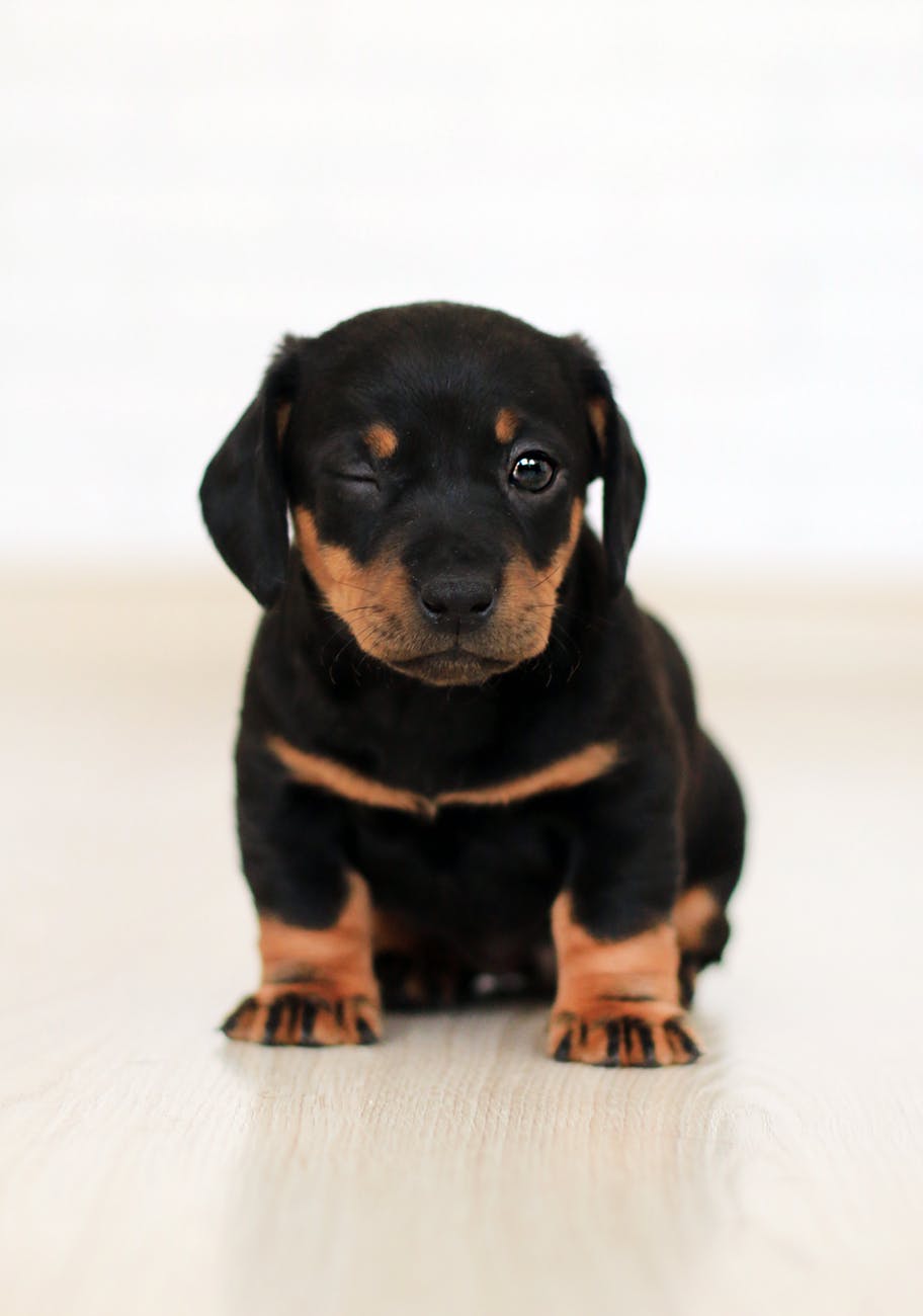 good Rottweiler signs