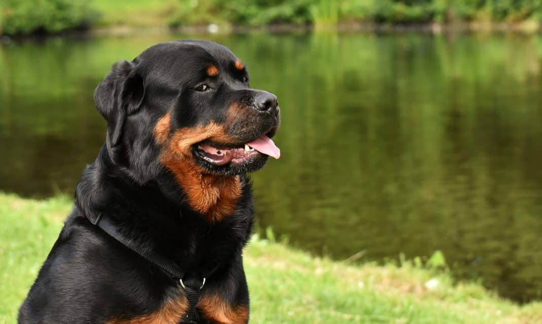 Rottweiler owner