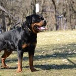 rottweiler-800