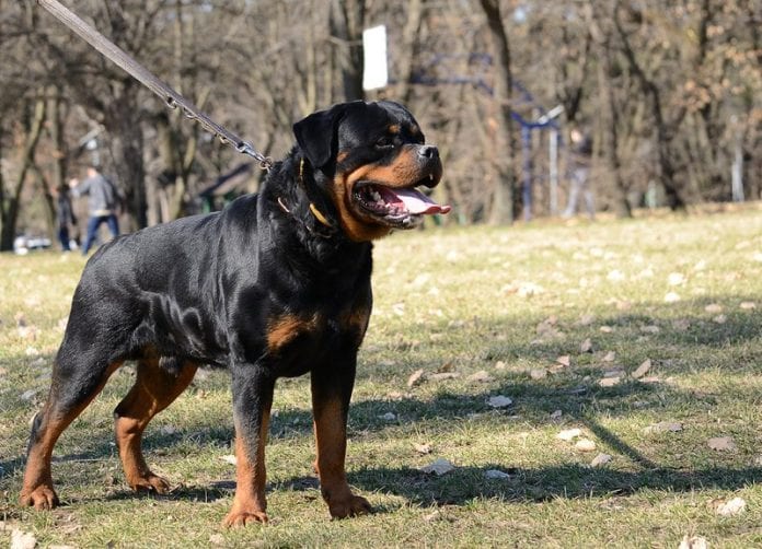 rottweiler-800
