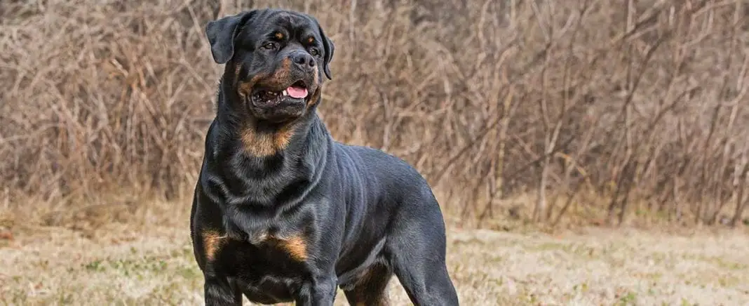 rottweiler health care